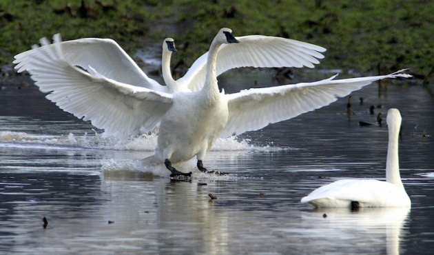 Trumpeter Swans, photo by Fr. Charles Brandt